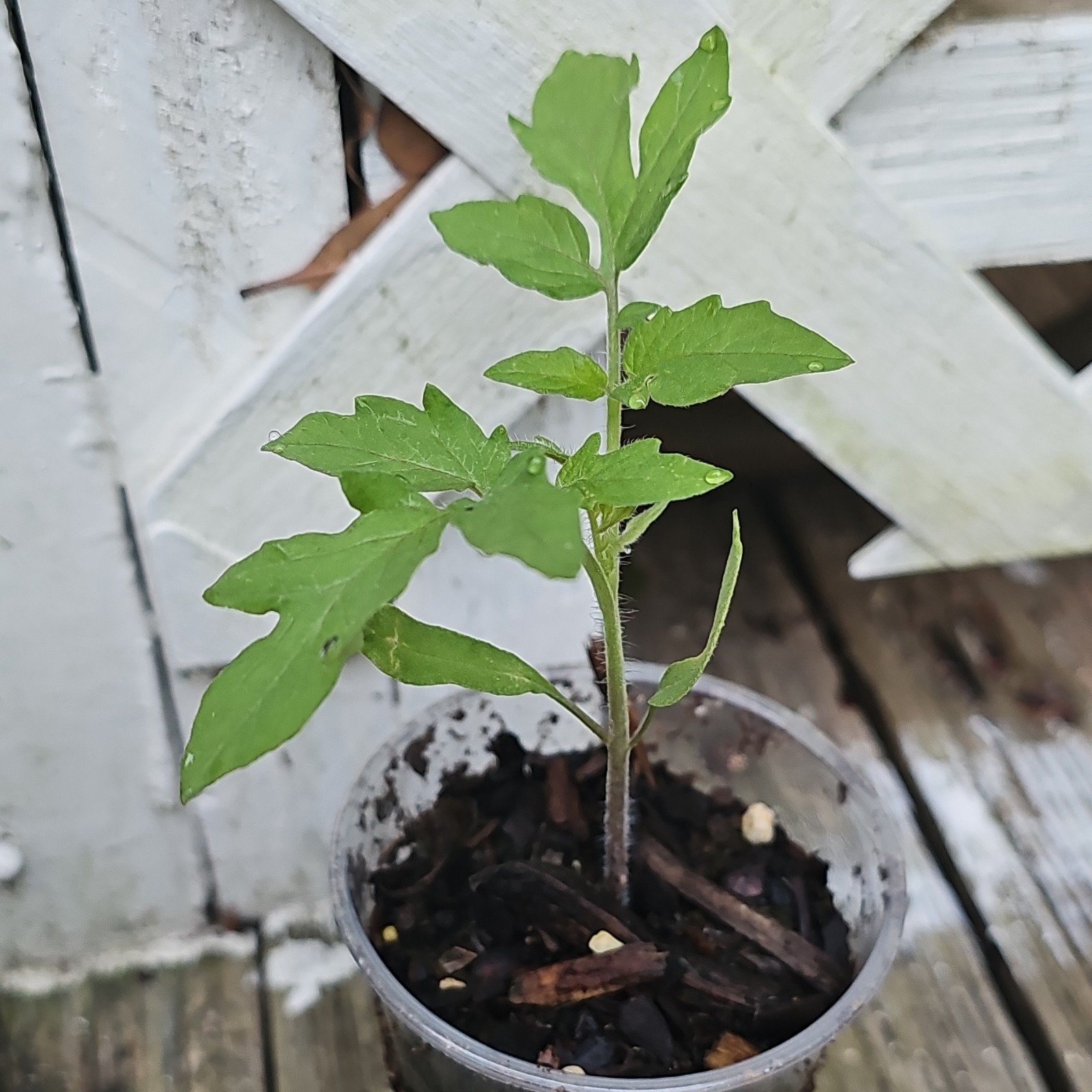 TomatoPlant in Plastic Cup Outdoor Summer 8.99