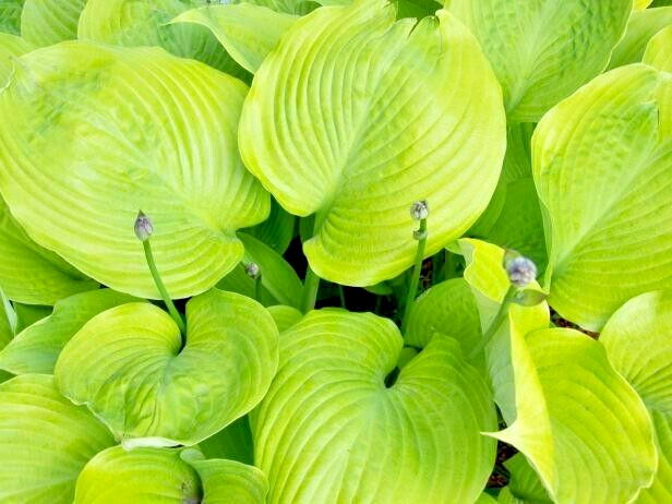 20 SEASONS IN THE SUN HOSTA SEEDS