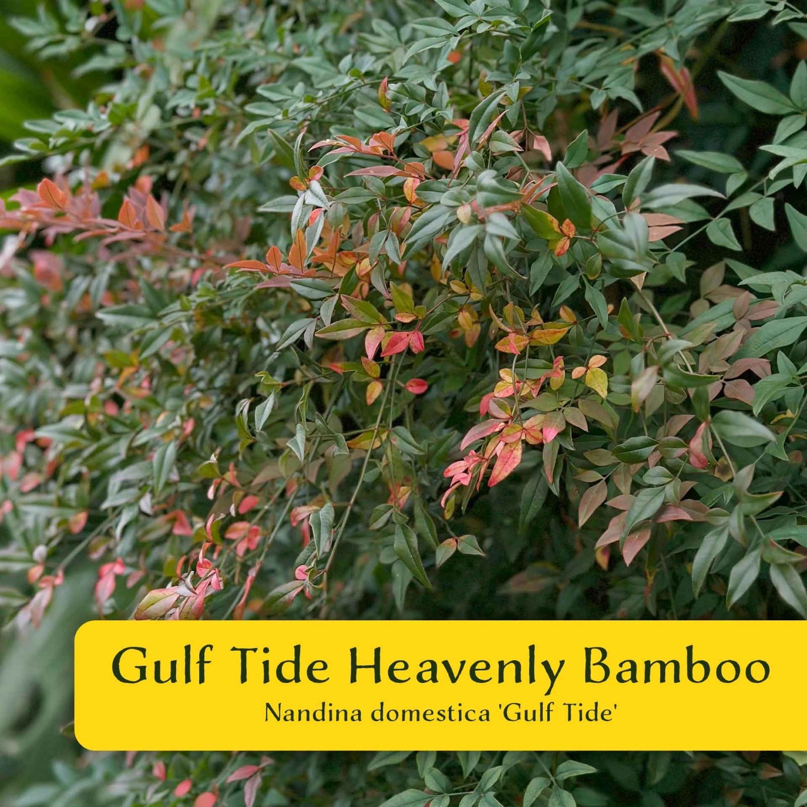 2 Gulf Tide Heavenly Bamboo Plants in 3.5” Cube, Live Red-Tip Shrub (Nandina)