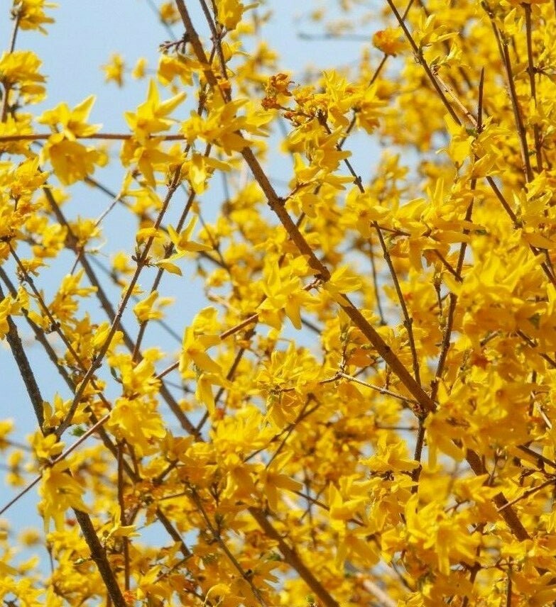 20 thin cuttings Golden Forsythia Gold, hardy bush, ornamental privacy hedge
