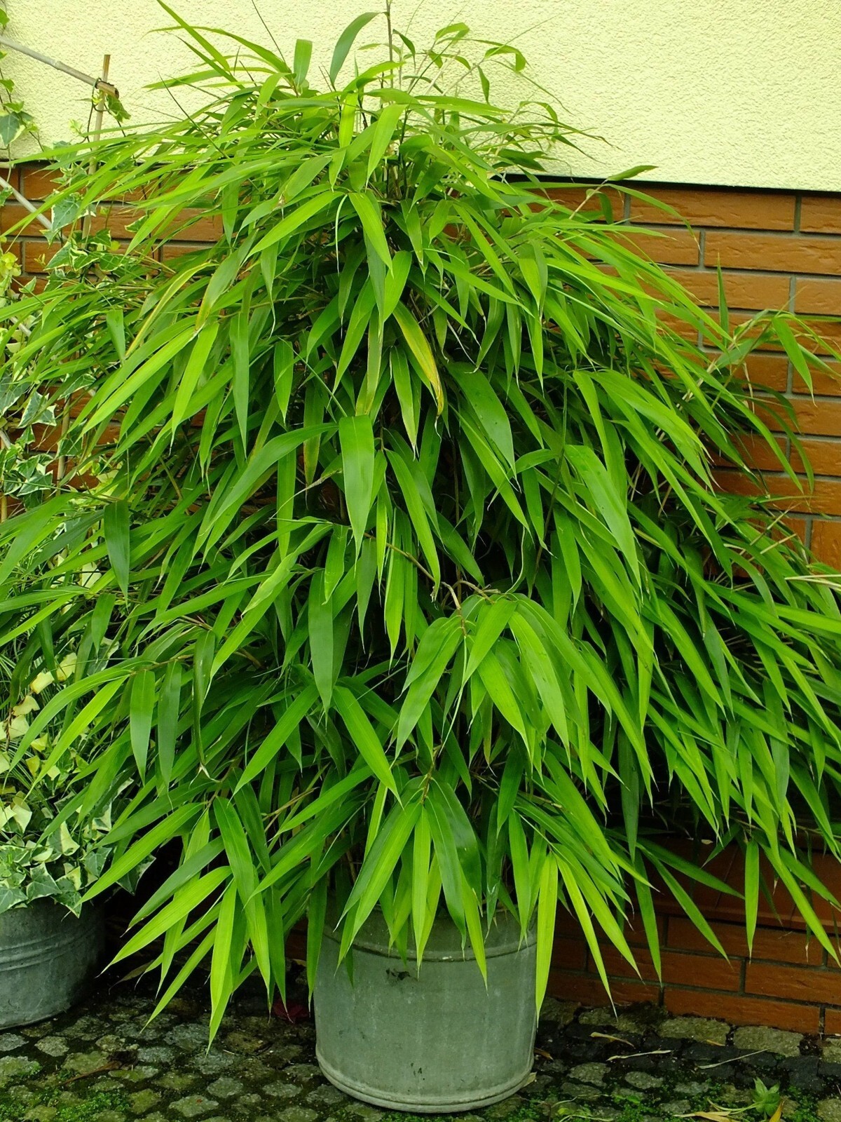 100 Arrow Bamboo Seeds Perennial Seed Ornamental Privacy Shoots US SELLER
