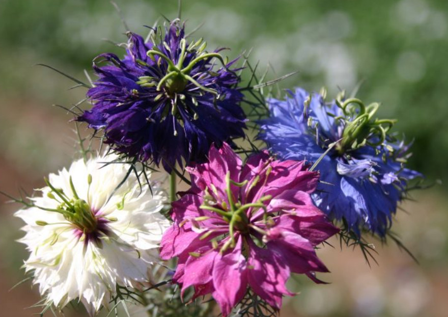 LOVE IN A MIST MIX Nigella damascena Unique Pods Dried Flowers Non-GMO 500 Seeds