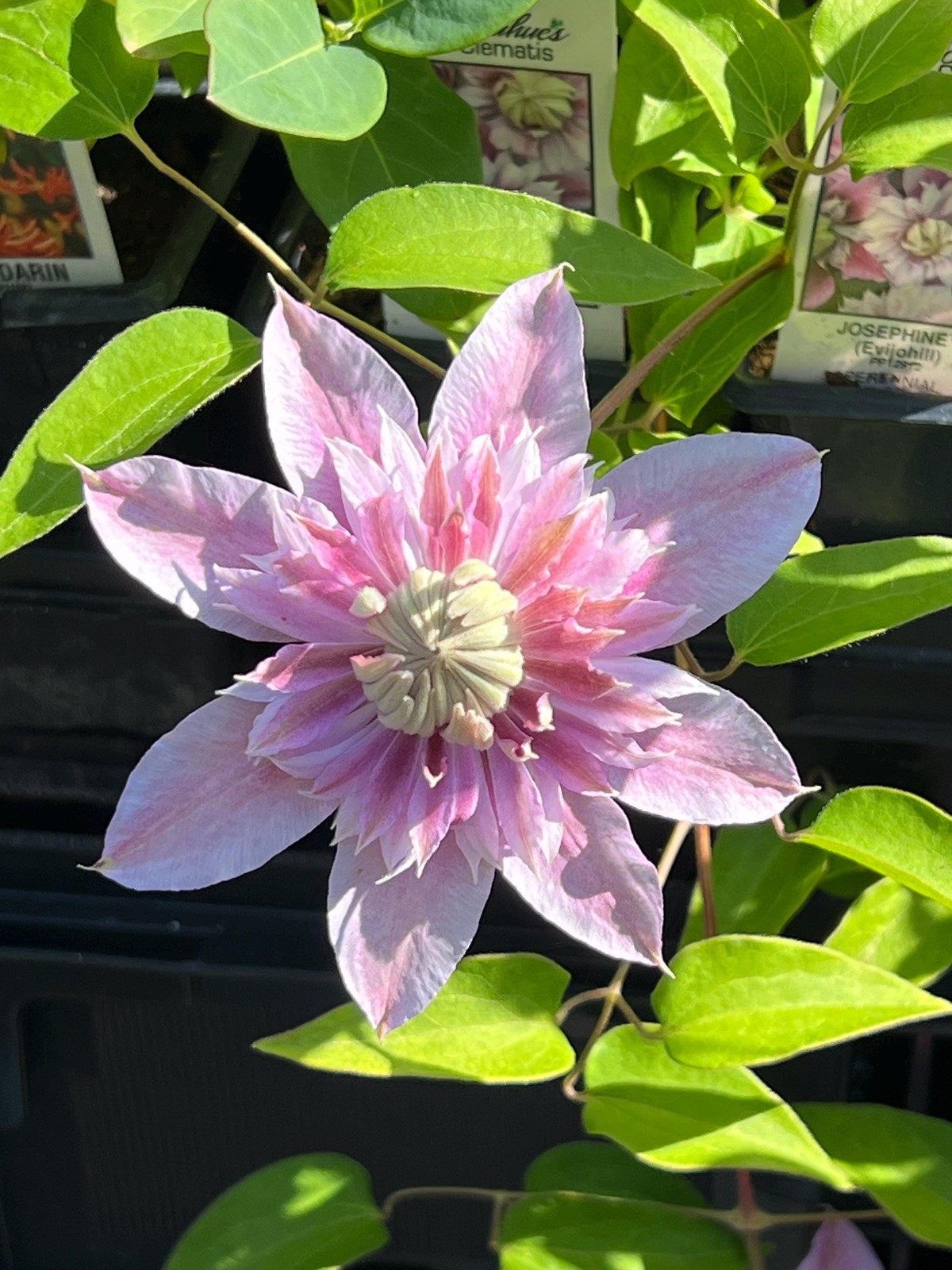 1 “Josephine Evijohil” Clematis Starter Plant (Not Seeds) – US Seller