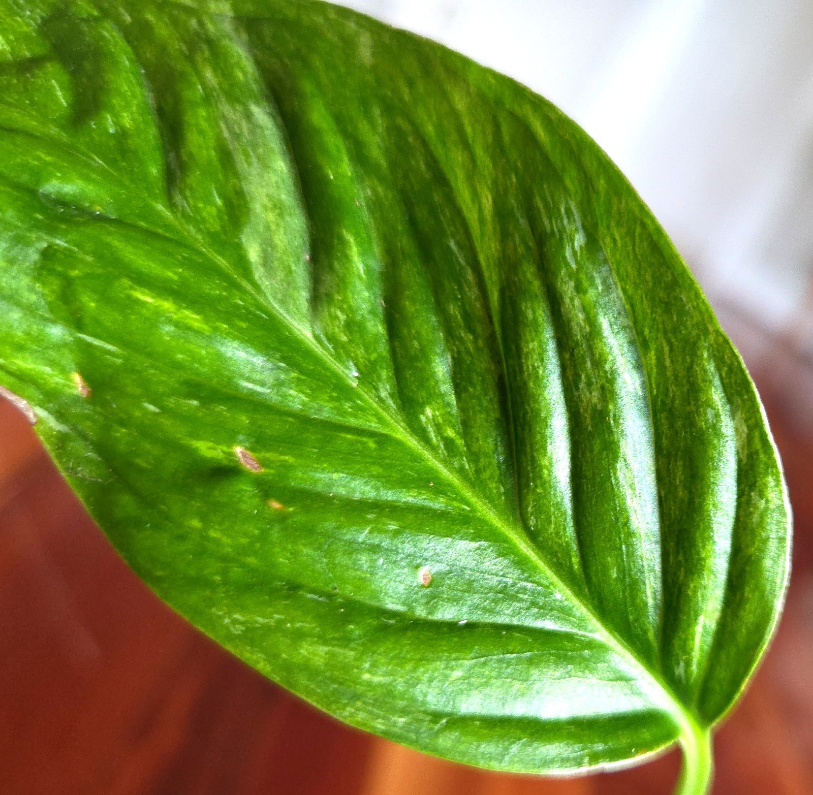 Rare Monstera Laniata Mint 11″ Tall 2 Plants Aroid Not Philodendron Anthurium