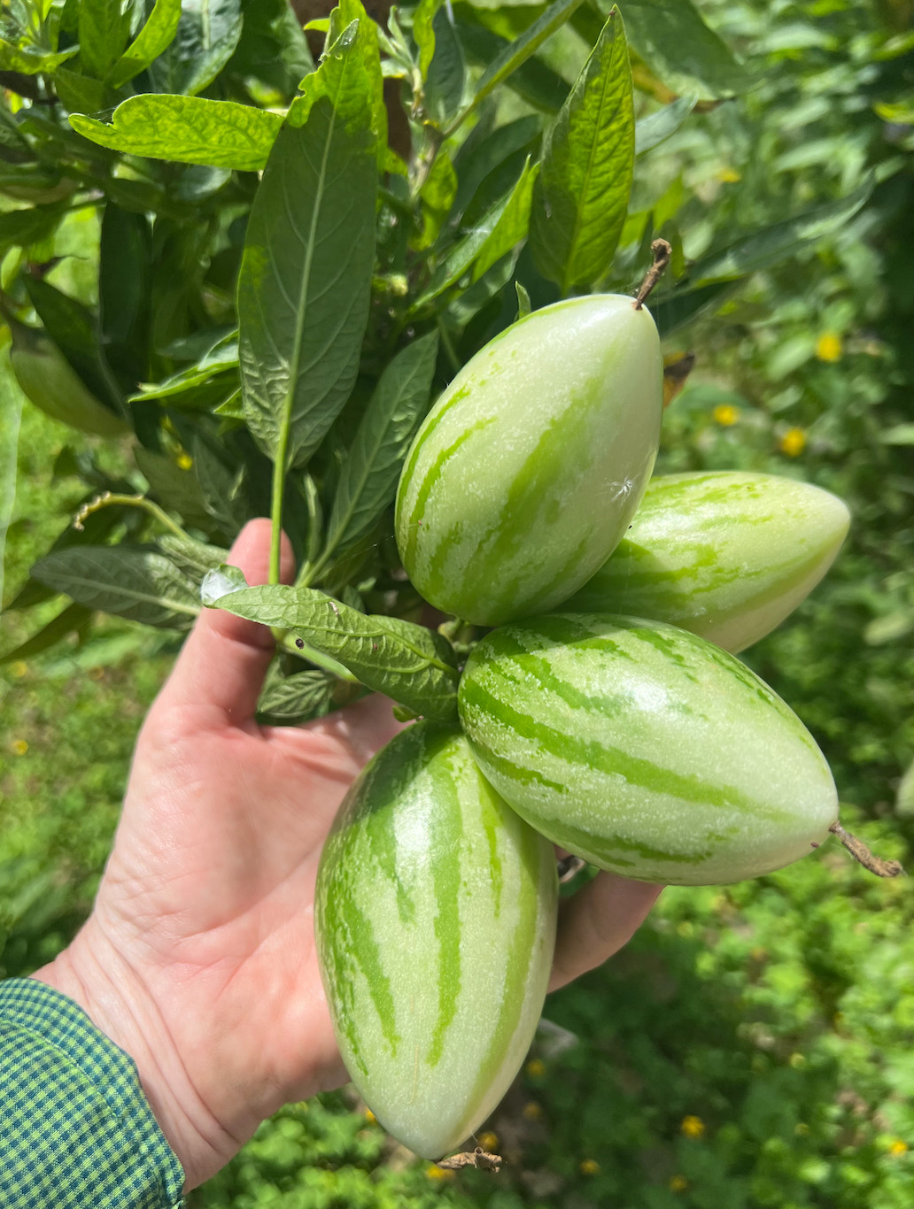 6 Cuttings of the refreshing Kendall’s Gold Pepino Melon