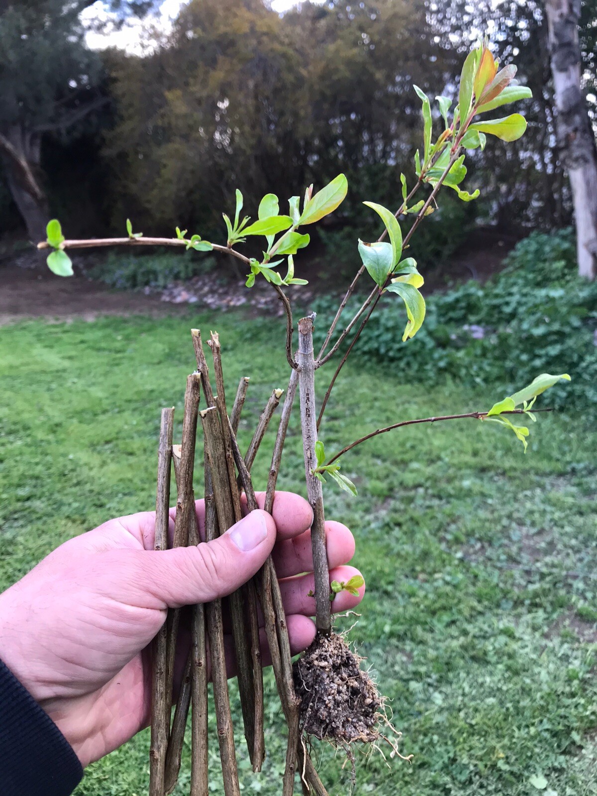 3 Rooted Wonderful Pomegranate Cuttings Scions