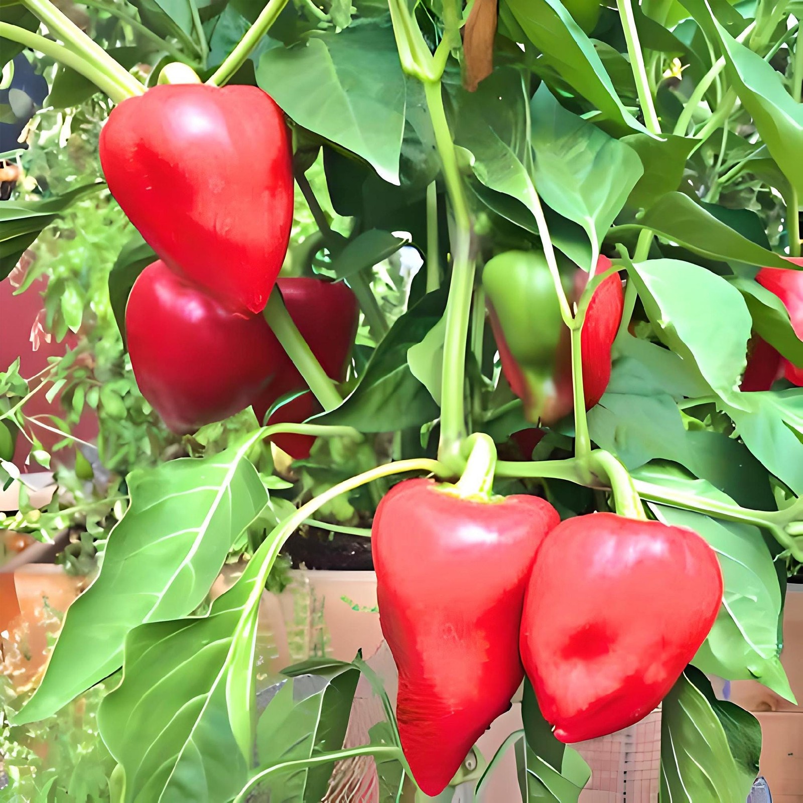 Pimento L, Sweet Pepper ABS