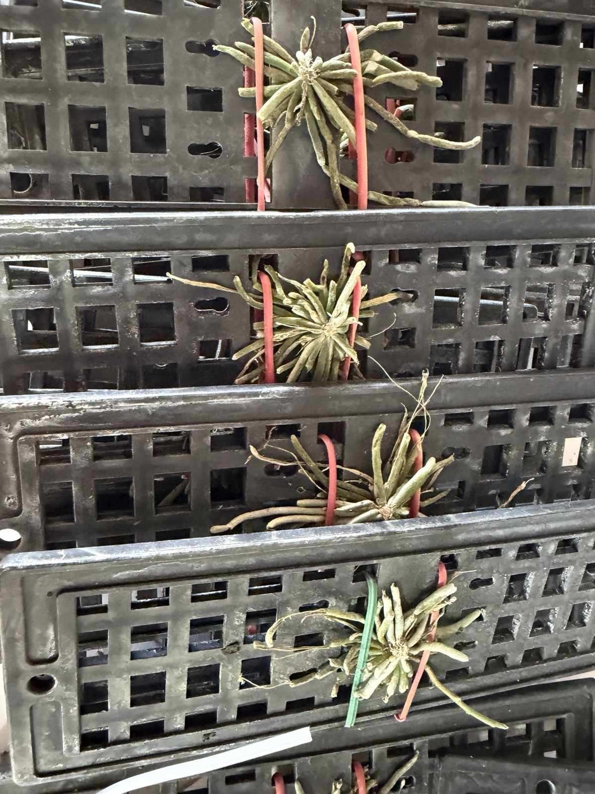 Chiloschista lunifera Leafless Orchid Plant. Thai Ghost Orchid Blooming Size
