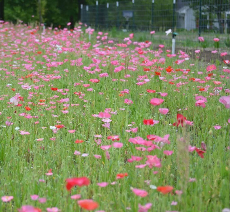 Poppies RED POPPY SEEDS MIXED American Legion Flanders Shirley Field 1500 Seeds!