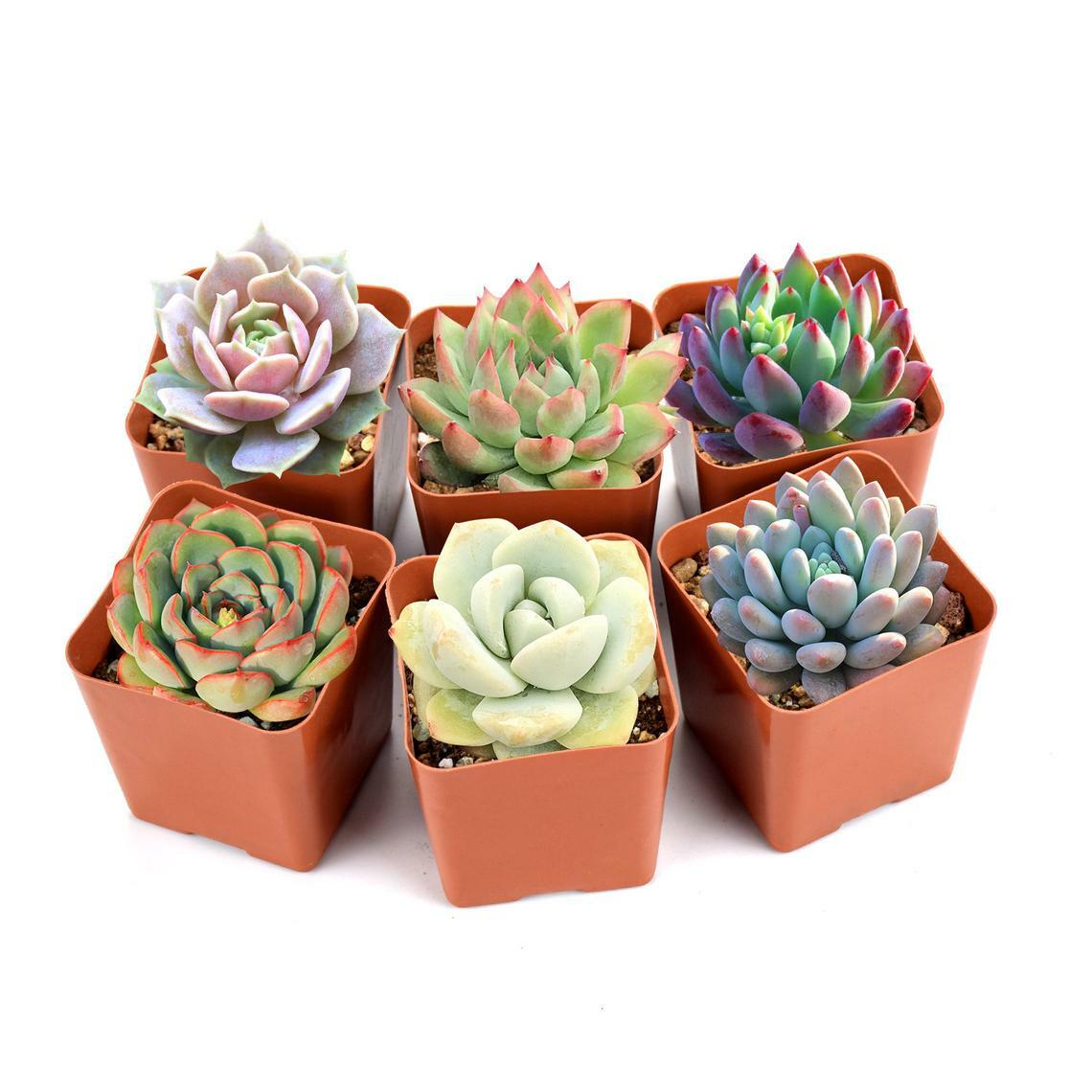 Assorted Rosette or Echeveria Succulent Rooted in 2″ Plant Pot For Garden Decor