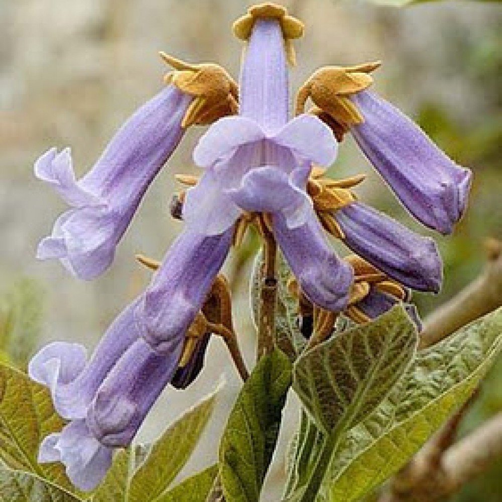 BEAUTIFUL PAULOWNIA TREE Paulownia Elongata – 220+ SEEDS. FREE S&H (PROMO)