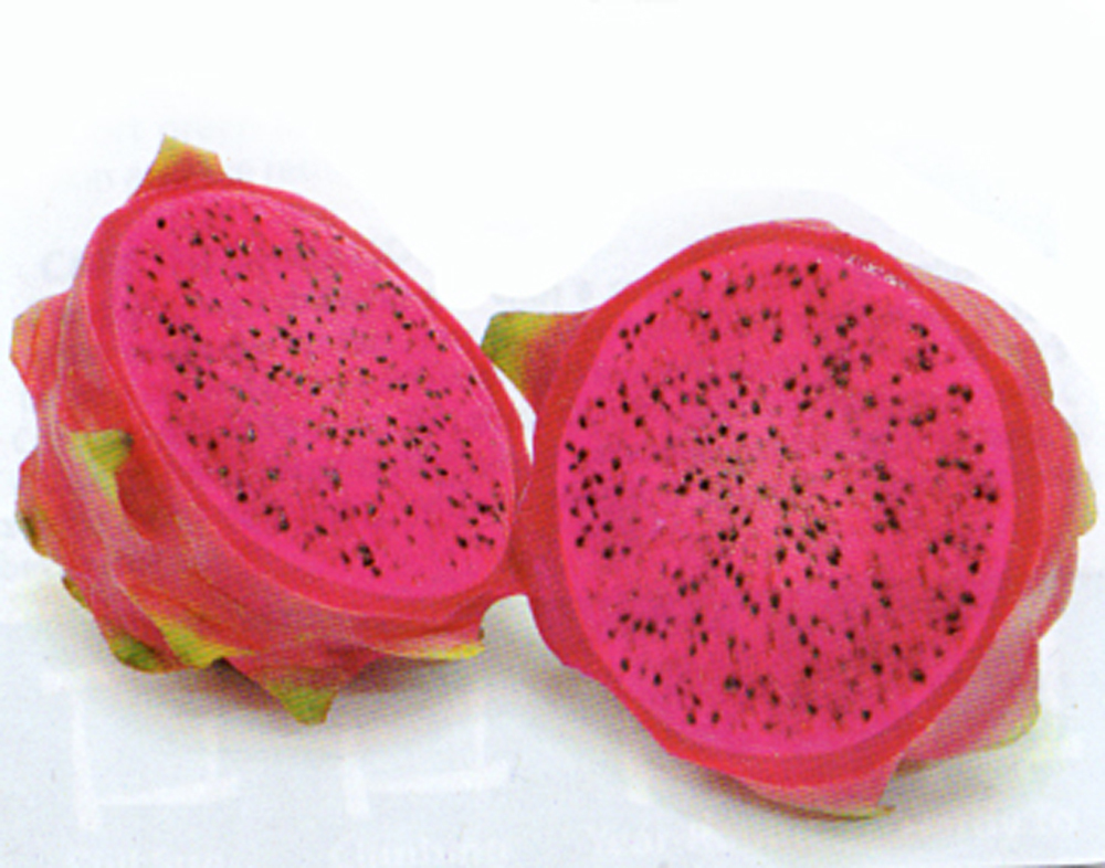 Dragon Fruit Hylocereus Undatus HALLEY’S COMET Red Flesh 2 CUTTINGS 5-7 inches