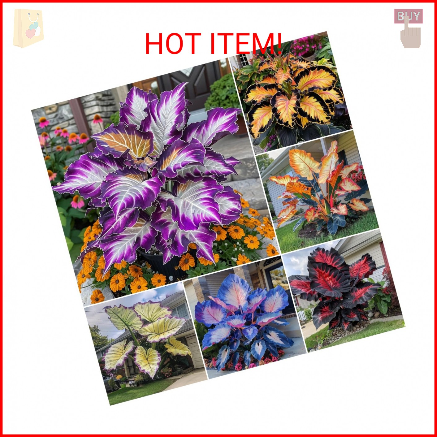 310+ Mixed Color Hosta Seeds for Planting Outdoors – Perennial Shade-Tolerant Fo