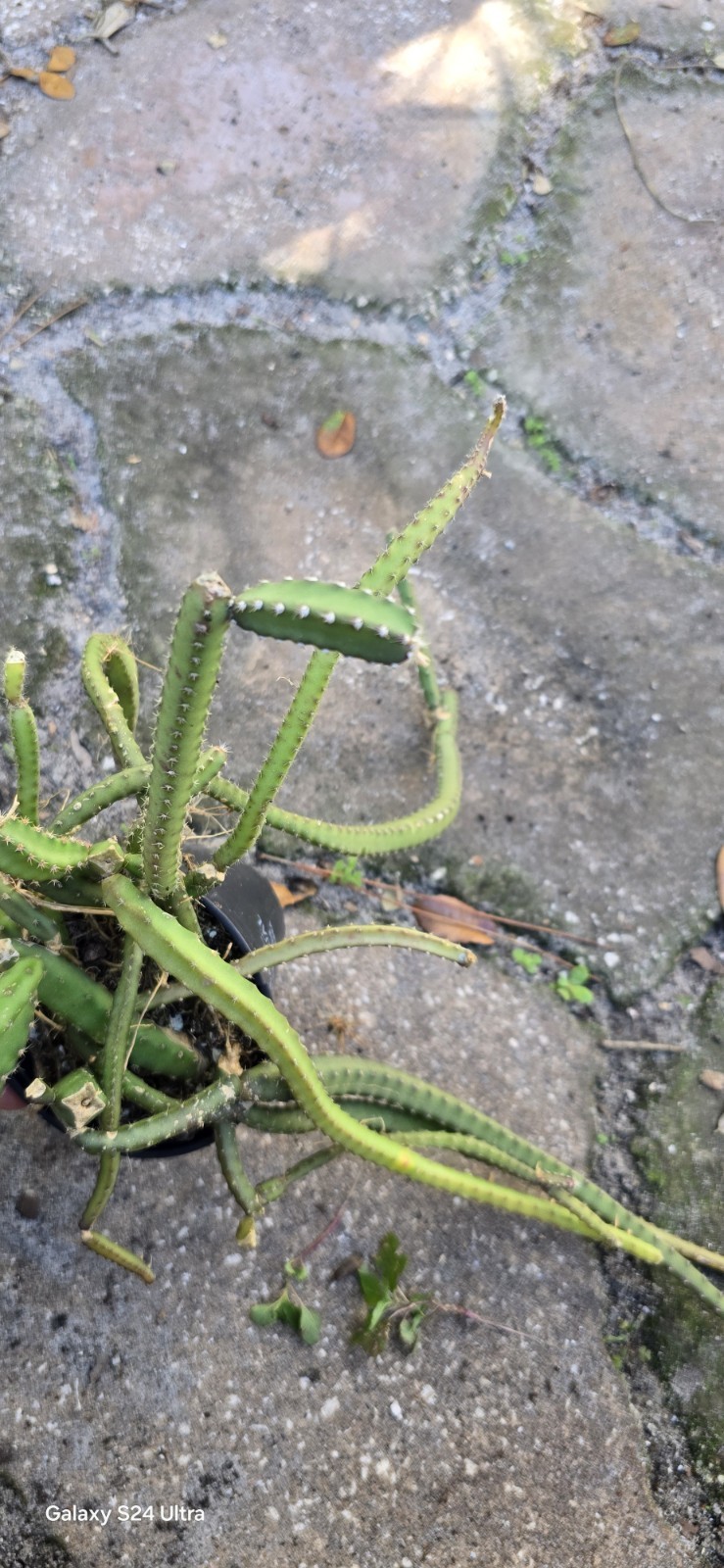 Selenicereus Pteranthus Plant Well Rooted In 4 Inches Nursery Pot