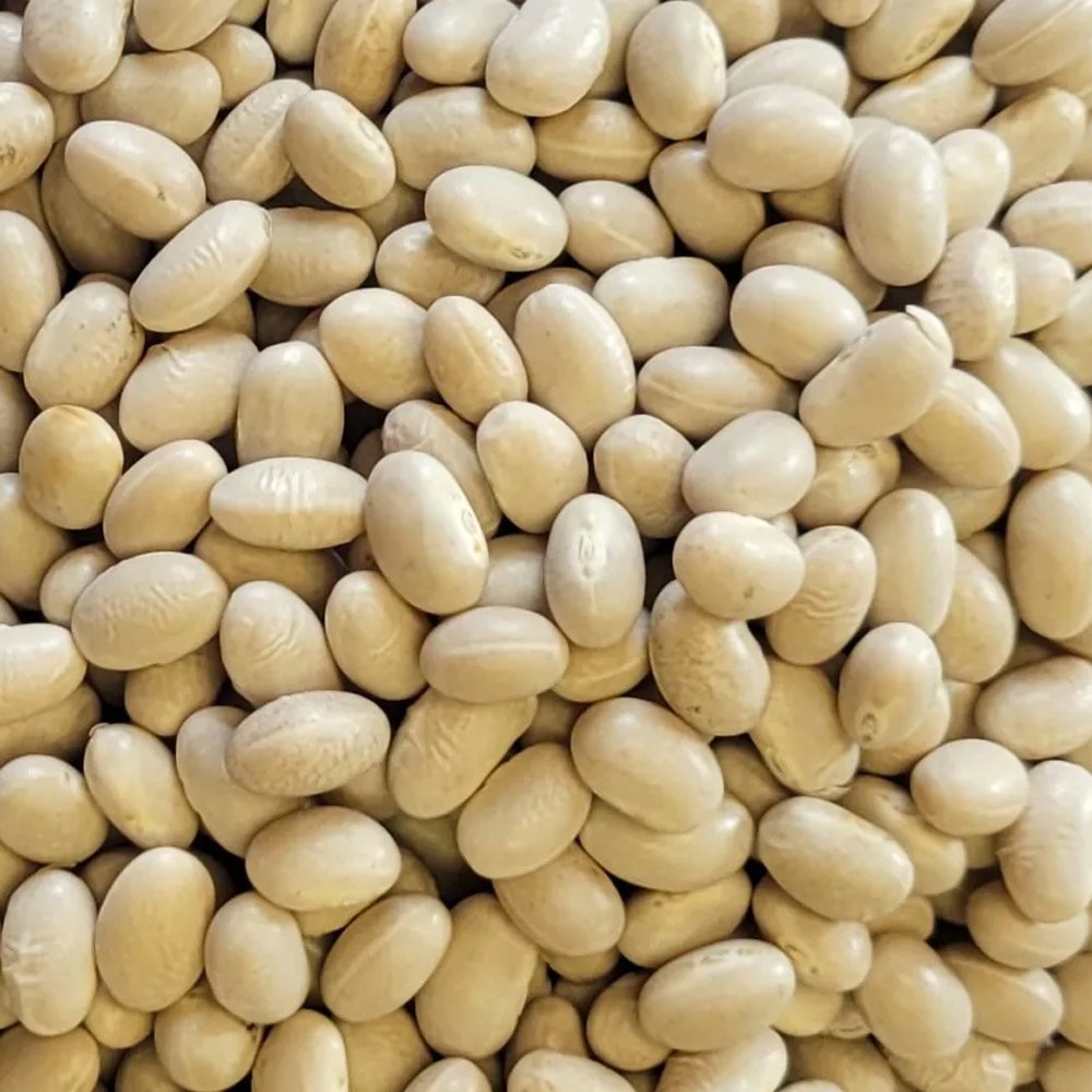 Navy Bean Seeds Treated. FREE SHIPPING!