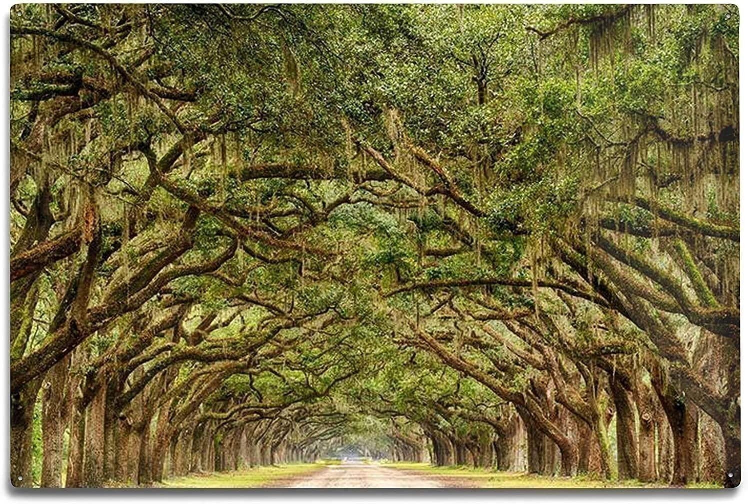 Southern Live Oak Tree | 2 Inch | Quercus virginiana | Low Maintenance | Hardy