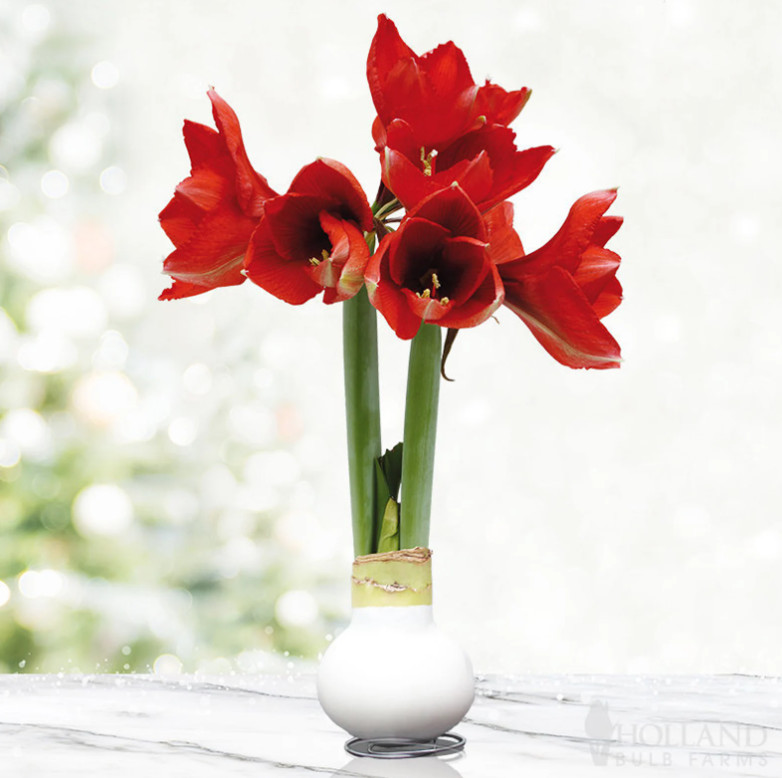 White Waxed Amaryllis Bulb with Stand, No Water Needed, Blooms 4-8 Weeks