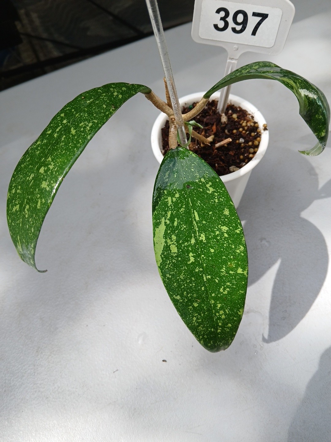 #397- HOYA VIETNAM SPLASH LIVE PLANT, LARGE LEAF,