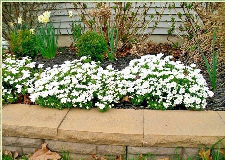 1501+TALL SWEET ALYSSUM Flower Seeds Drought Heat Groundcover Container Easy