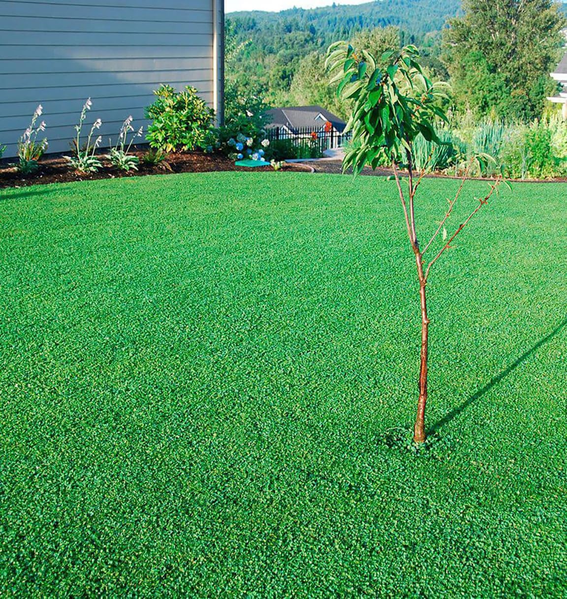 1/4 Pound Seed: Perennial Mini Clover Seed Lawn Replacement – Low Growing