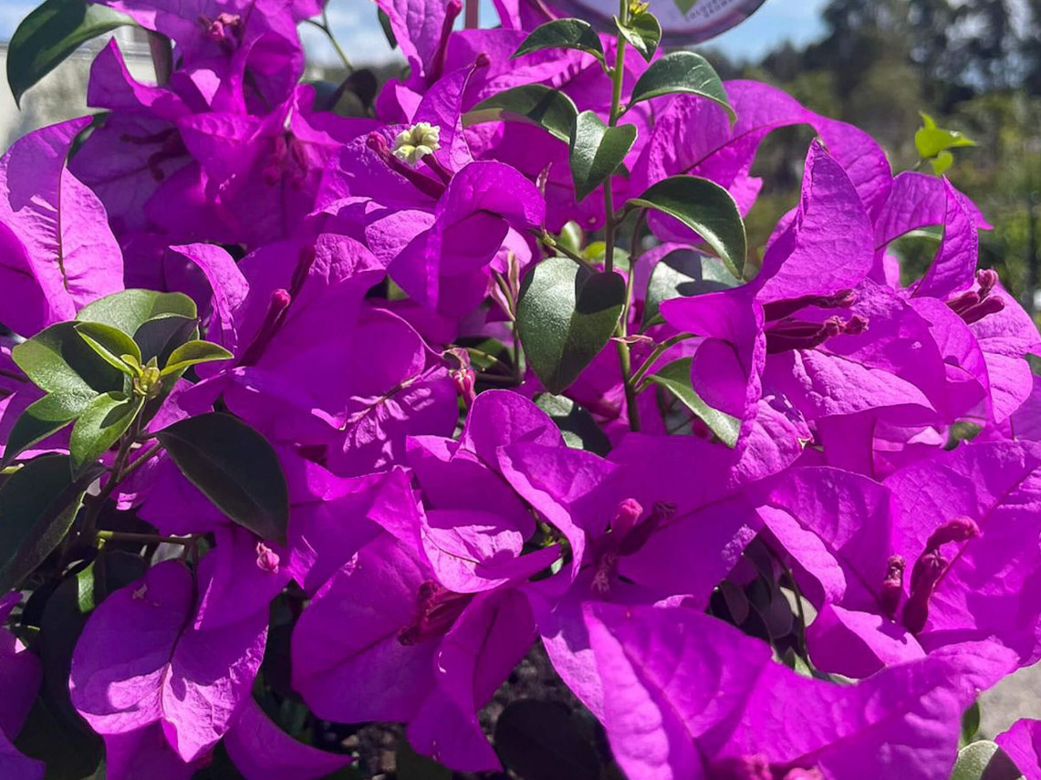Purple Bougainvillea Plant – 4″ Pot – Vibrant Climbing Flowering – Zones 9–11