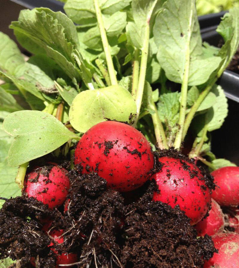 300+ Radish Seeds Cherry Belle Radish(Raphanus Sativus) Non-GMO Vegetable USA
