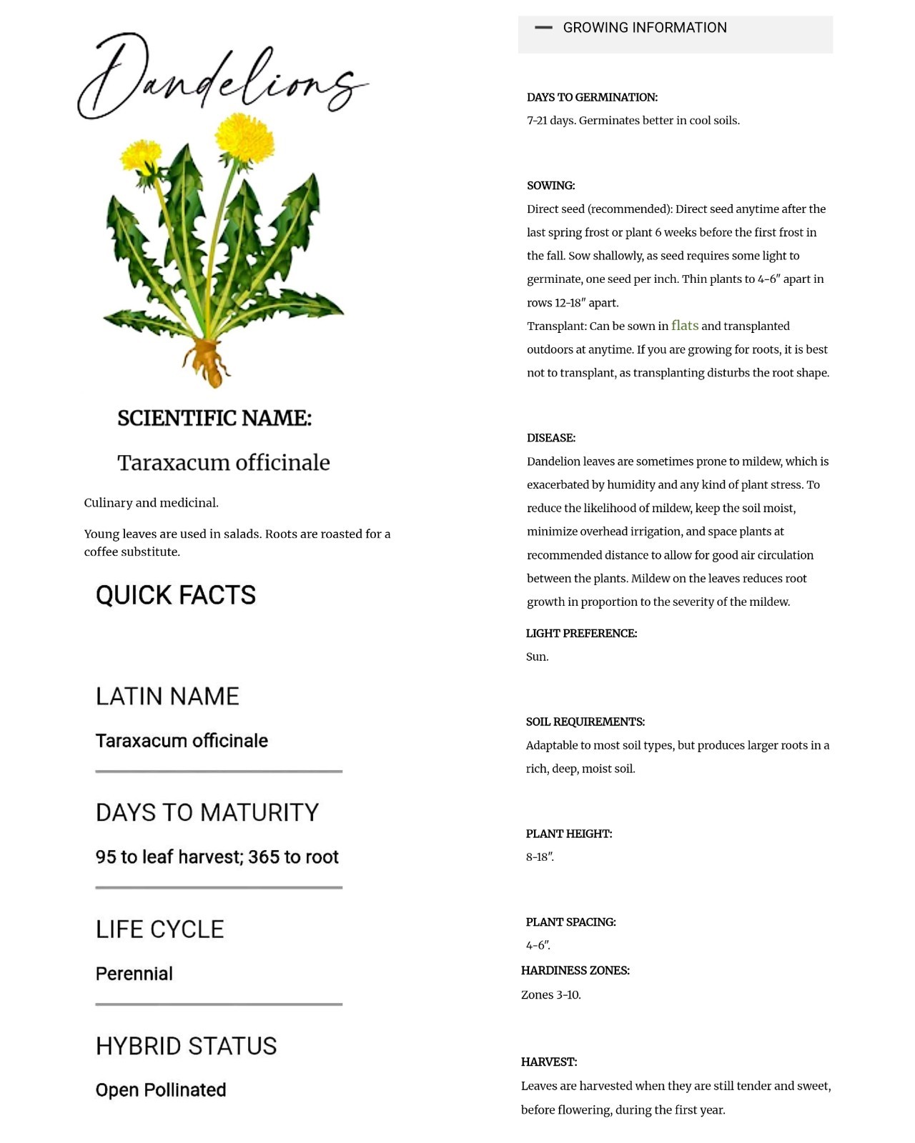 200+ Organic Heirloom True Dandelion (Taraxacum Officinale) Herb Seeds