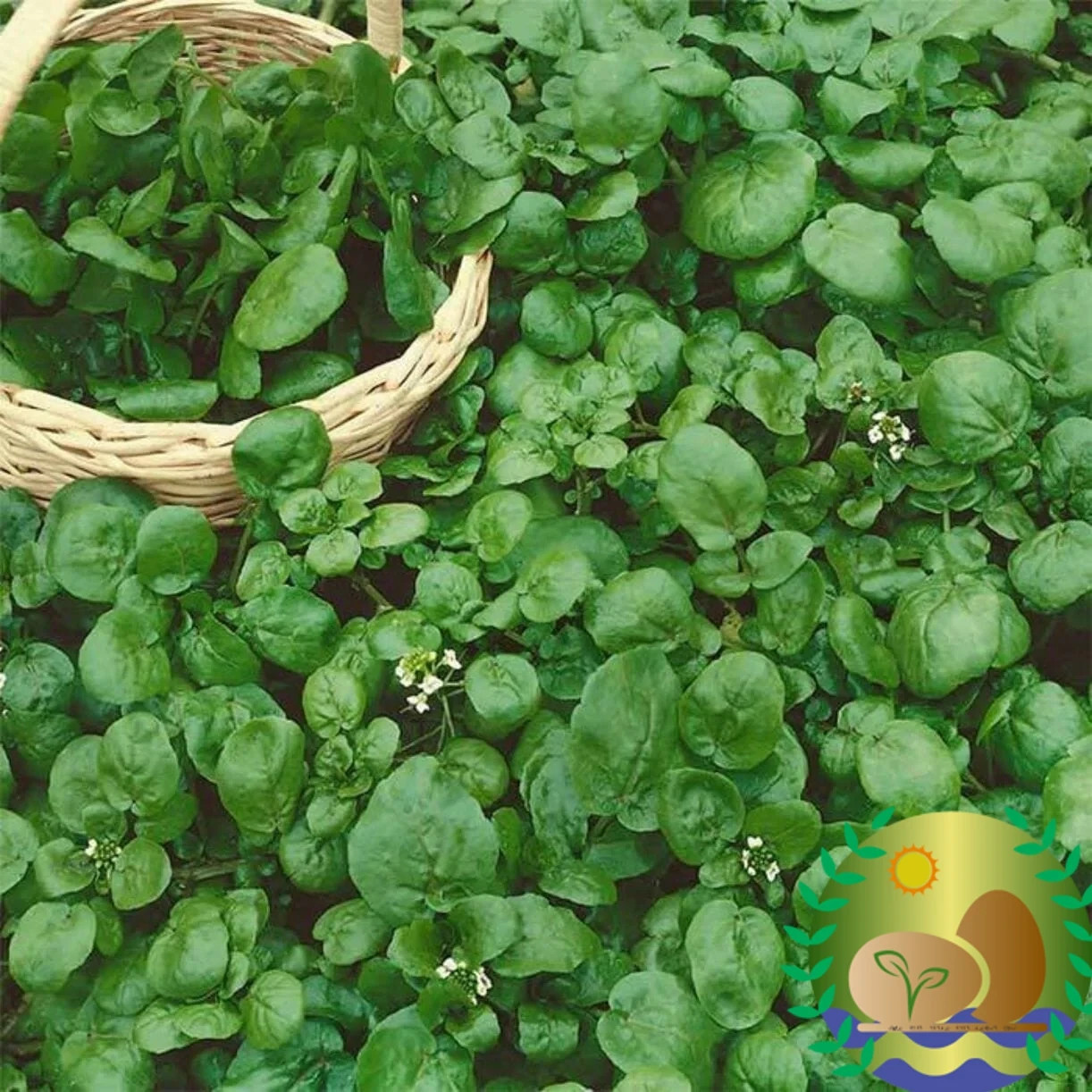 True Watercress Seeds | NON-GMO | Heirloom | FREE SHIPPING