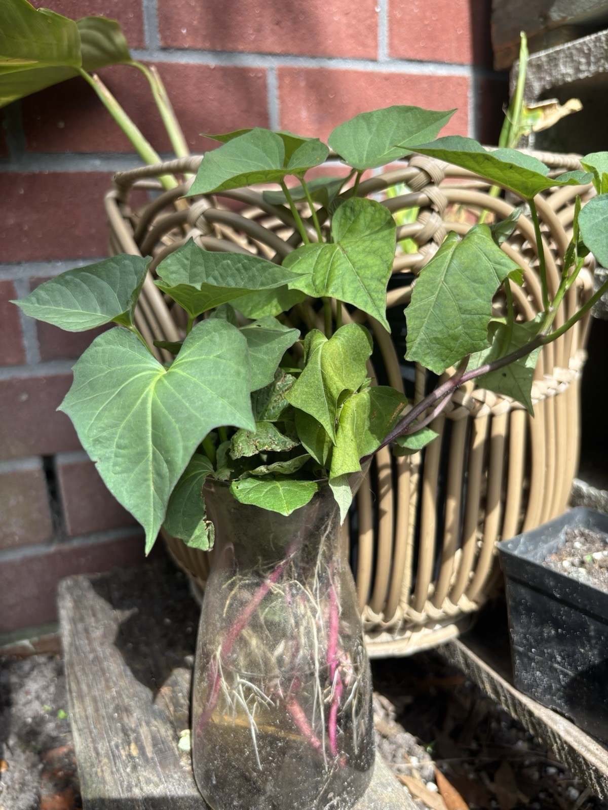 10 Purple Sweet Potato Slips Rooted Cuttings Plants Okinawa Khoai Lang Tím