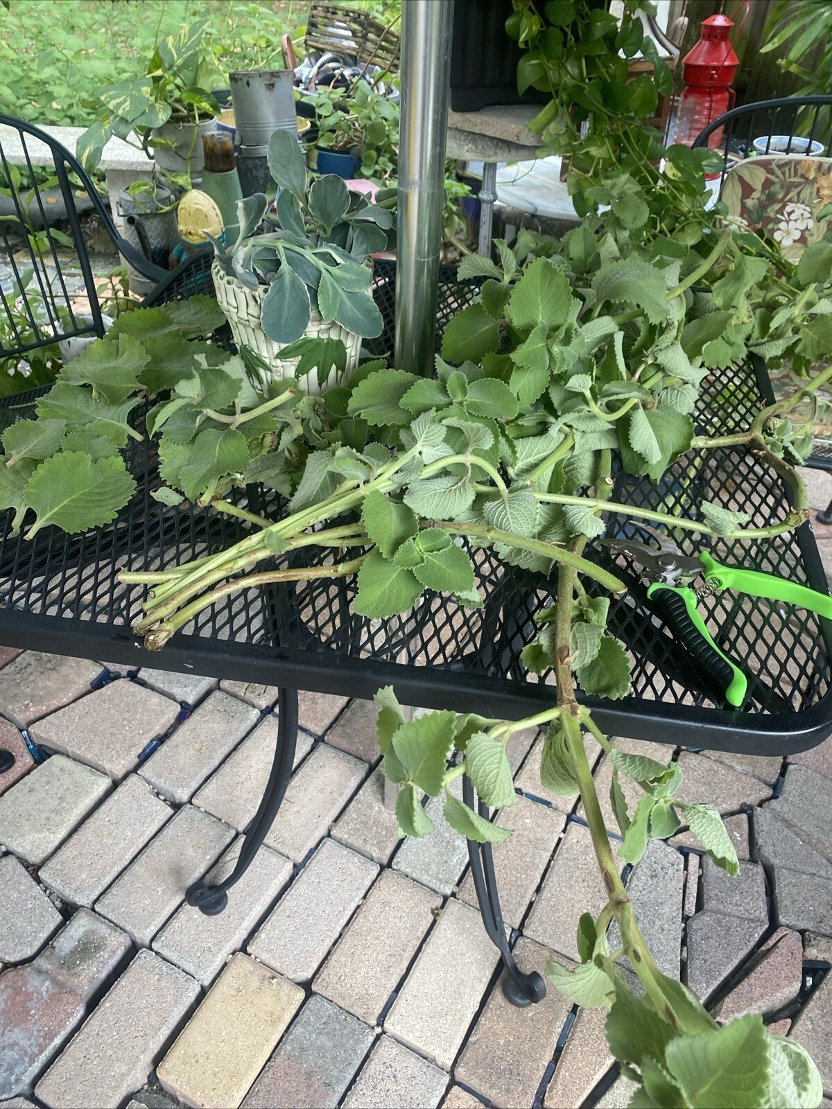 4 ORGANIC Cuban Oregano PLANTs ROOTED Mexican Mint~Spanish Thyme~FRESH HERBS