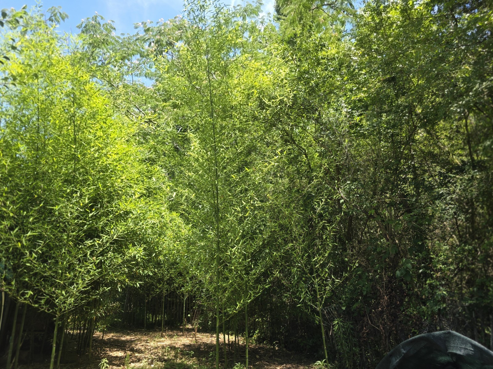 20 Yellow Grove running Bamboo singles & clustered in length Rhizomes cuttings