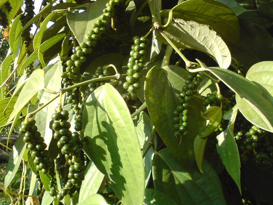 ~~BLACK PEPPER~~Piper nigrum~~Live STARTER Plant~~USA Seller~~