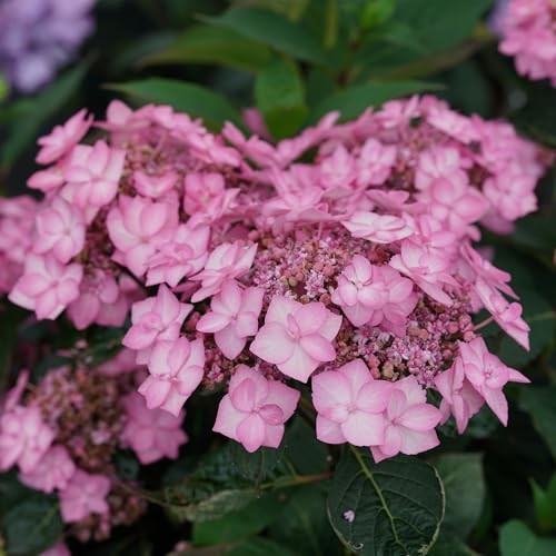 Proven Winners 2 Gal. Lets Dance Can Do Hydrangea Shrub 18133