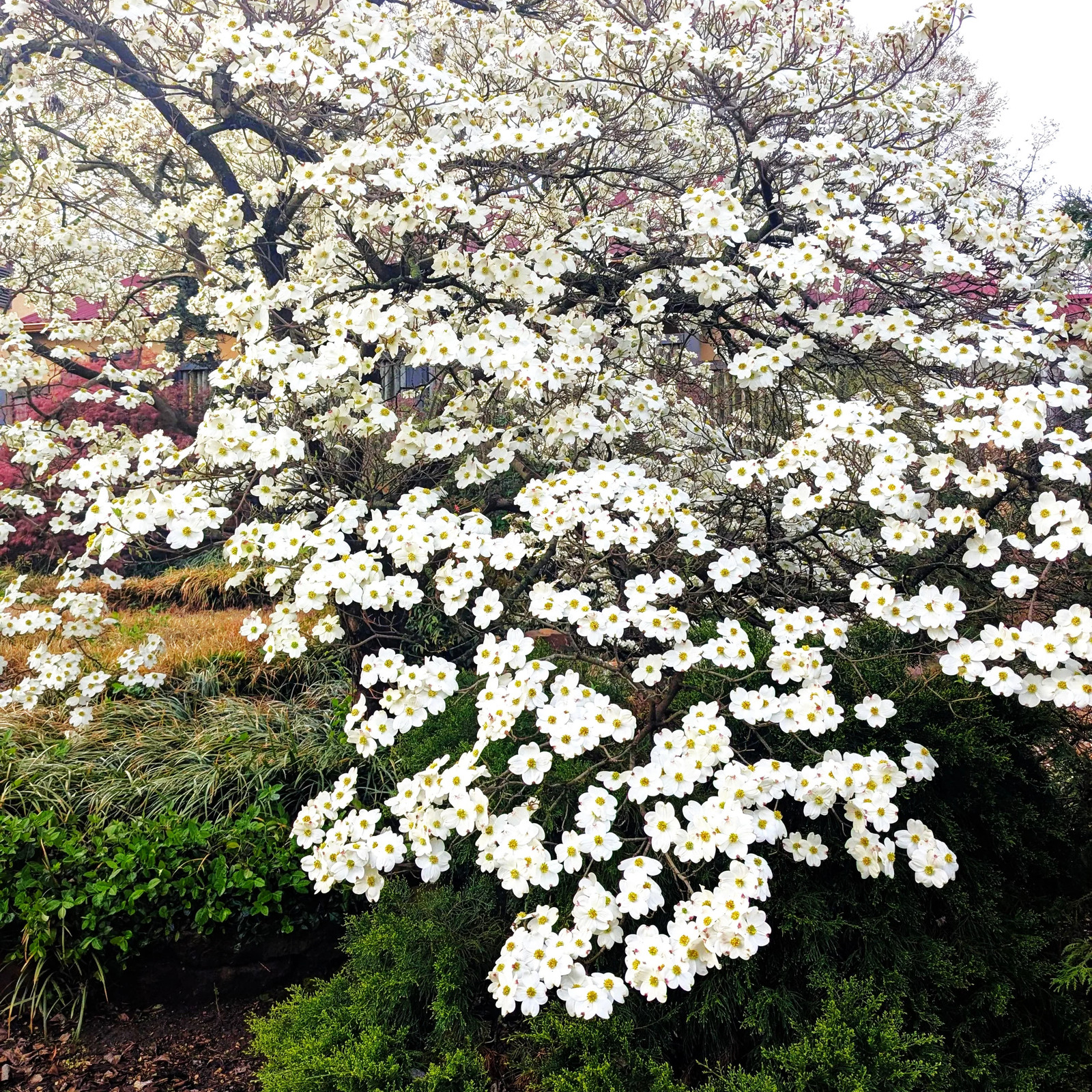 Flowering Dogwood Tree Seeds – For 2026 Planting Cornus Florida Northern White