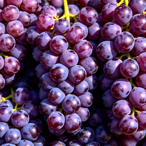 CarpetC 1000+ Mixed Berry Seeds for Planting – Grape Blueberry Raspberry