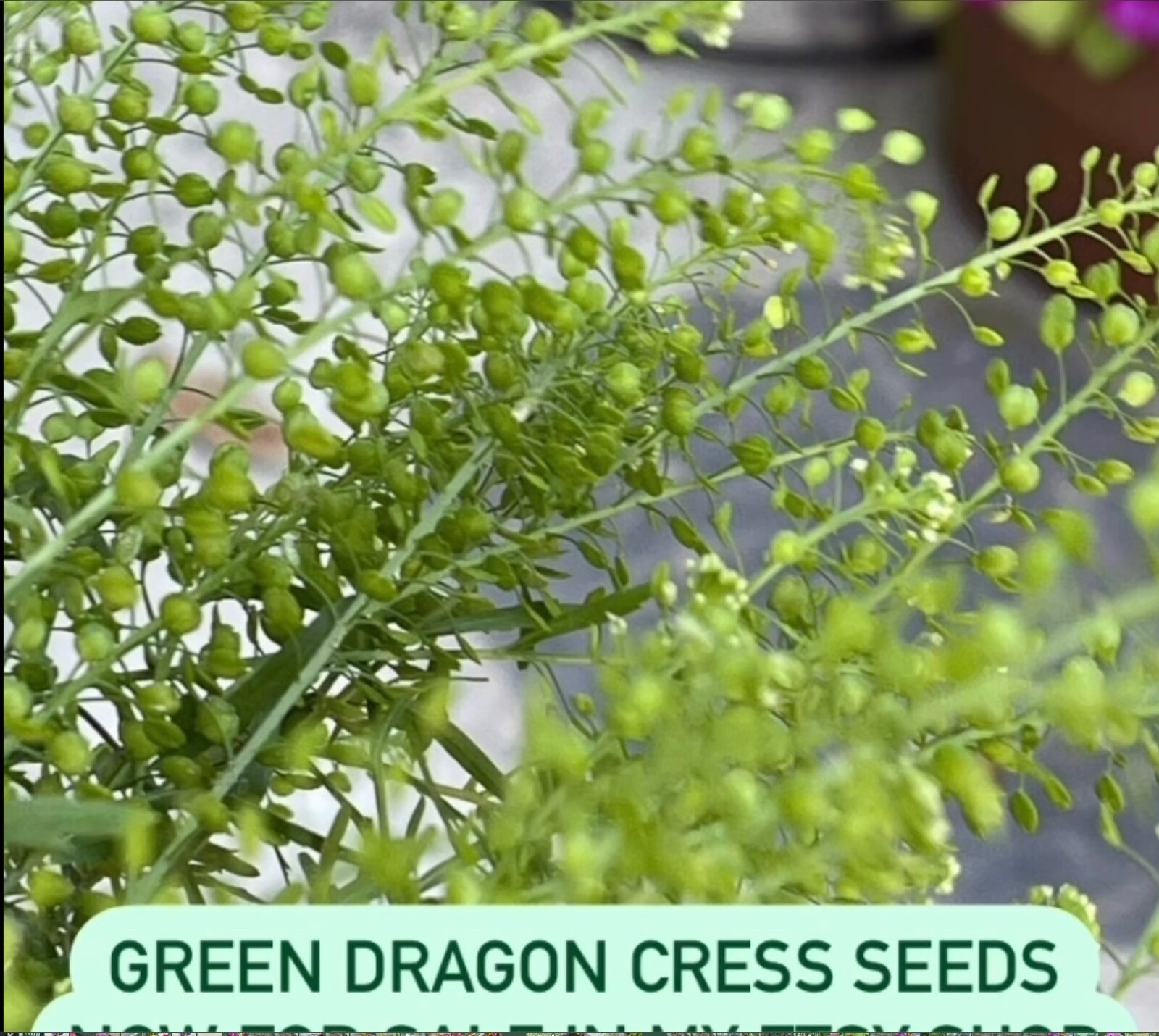Cress Green Dragon Seed, 25+ seeds 2025, Emerald Cress Seeds, dragon cress seed
