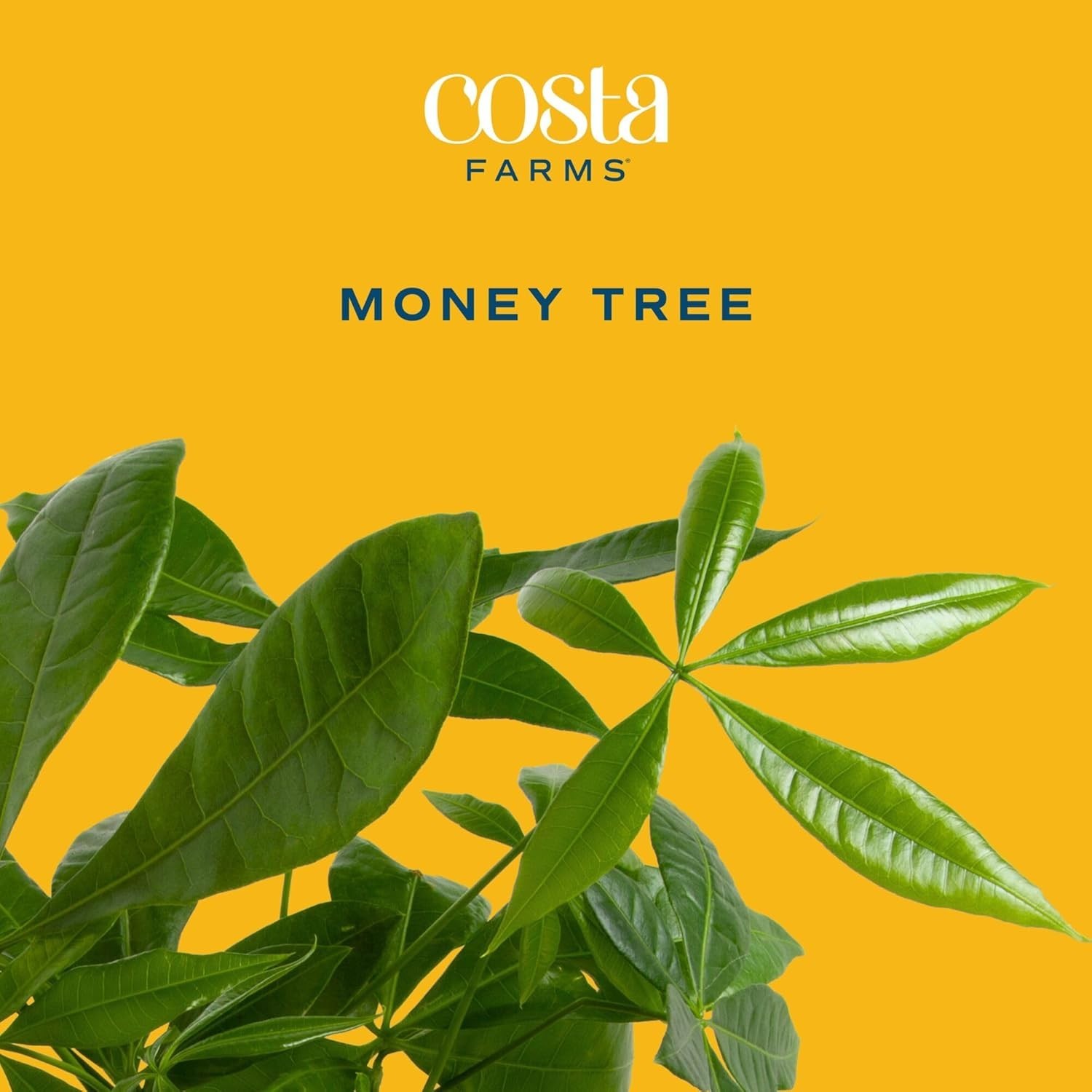 Lucky Money Tree Live Plant, 8-10 Inches Tall, Great for Shelves or Desks