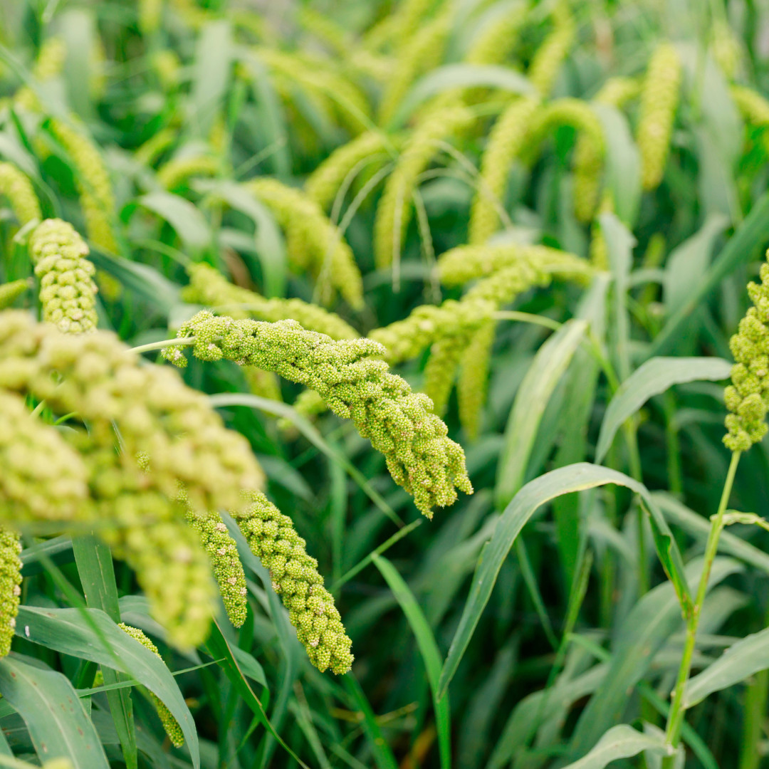Fresh Foxtail Millet Seeds | Fast Growing | Heirloom Non-GMO | Grain Seeds