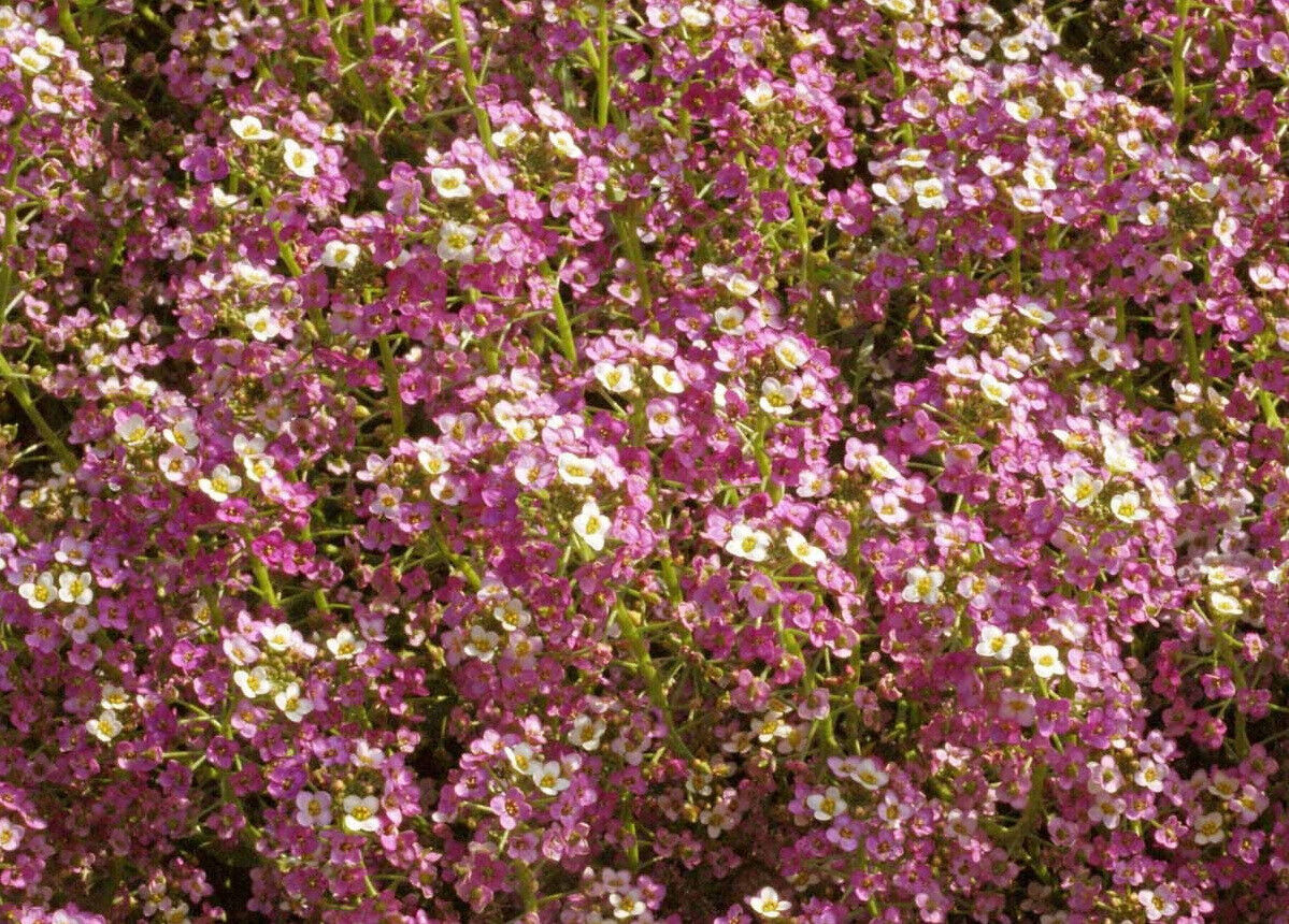 Sweet Alyssum Flower Seeds Dwarf Pink Ground Cover FREE SHIPPING