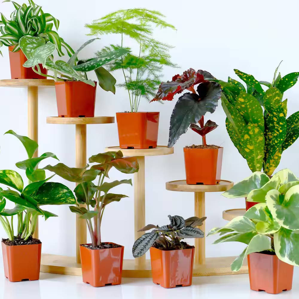 Easy Live House Plants (12 Pack), Clean Air Plant Pack, 2 In. Grower Pots, Popul