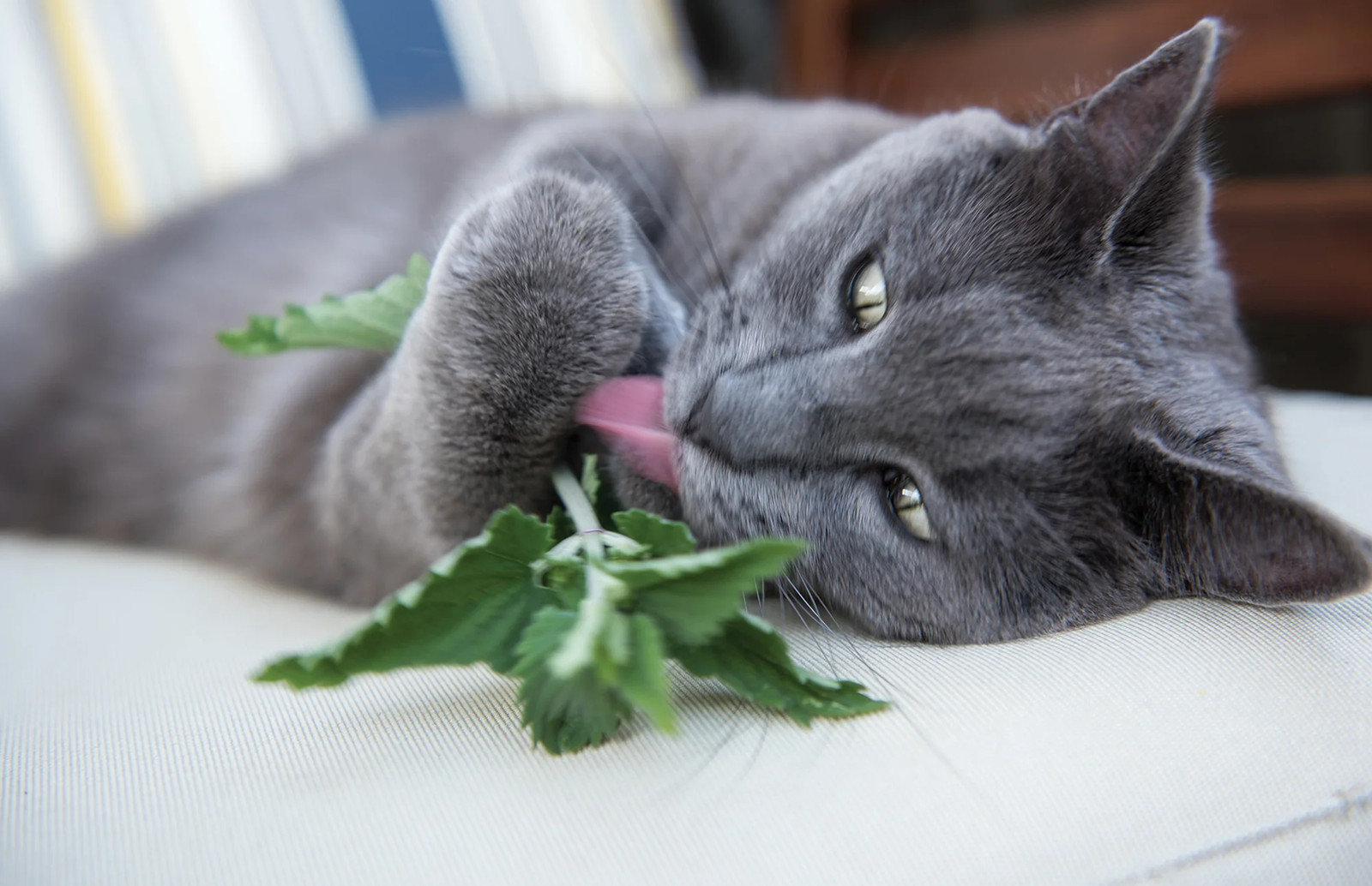 Fresh Catnip Seeds |For Planting Cat Toy Catnips Catmint Catswort Herb Seed 2024