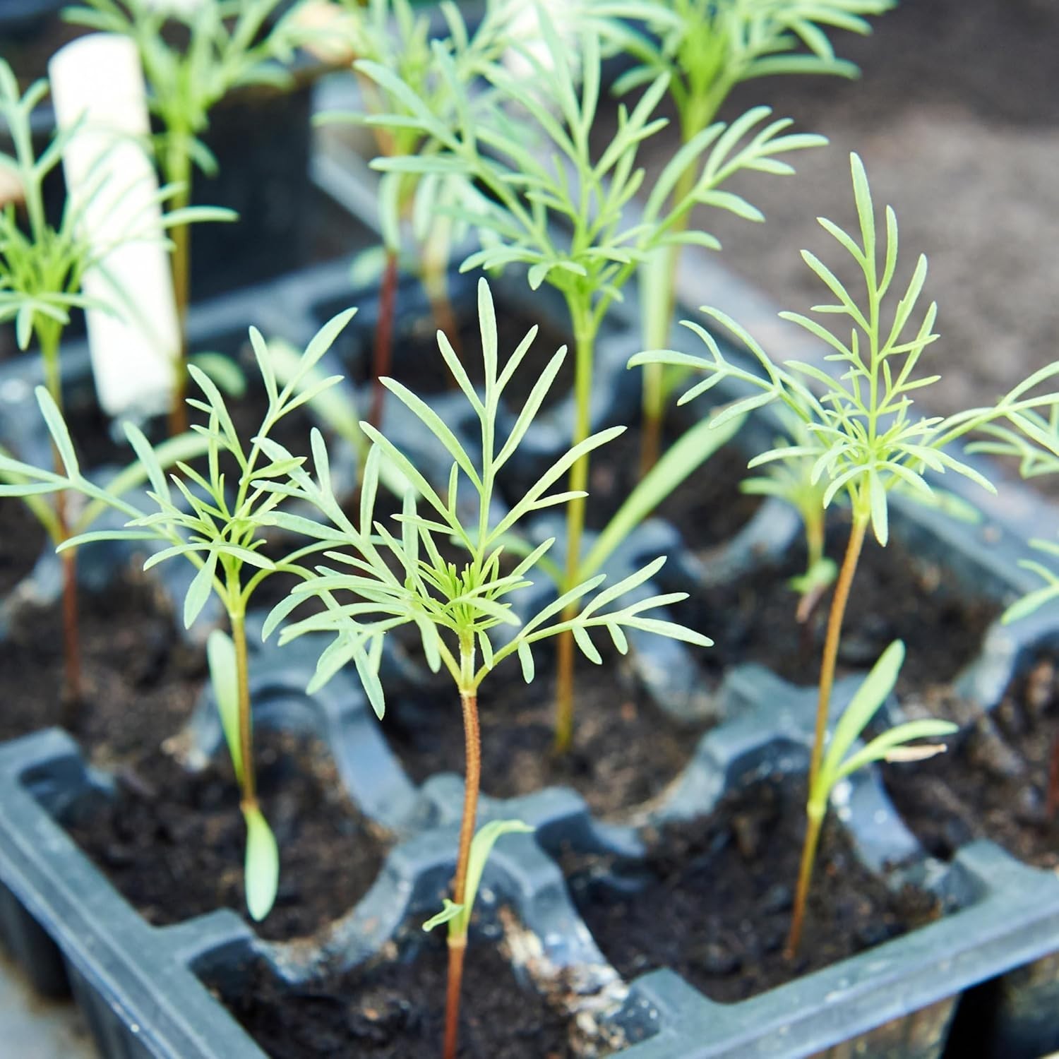Sensation Blend Cosmos Seeds 5,000+ Heirloom Seeds