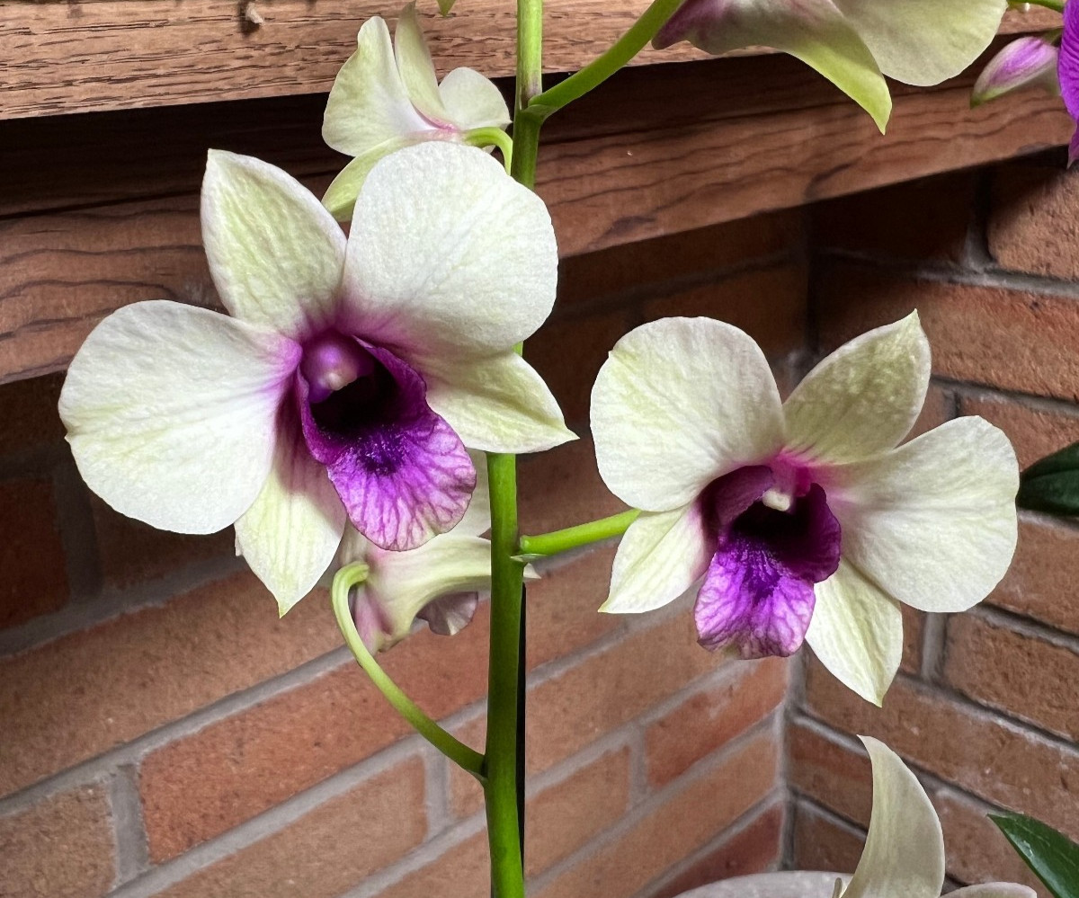 Dendrobium New Burana Red Stem. Live Dendrobium Orchid Plant. Blooming Size.