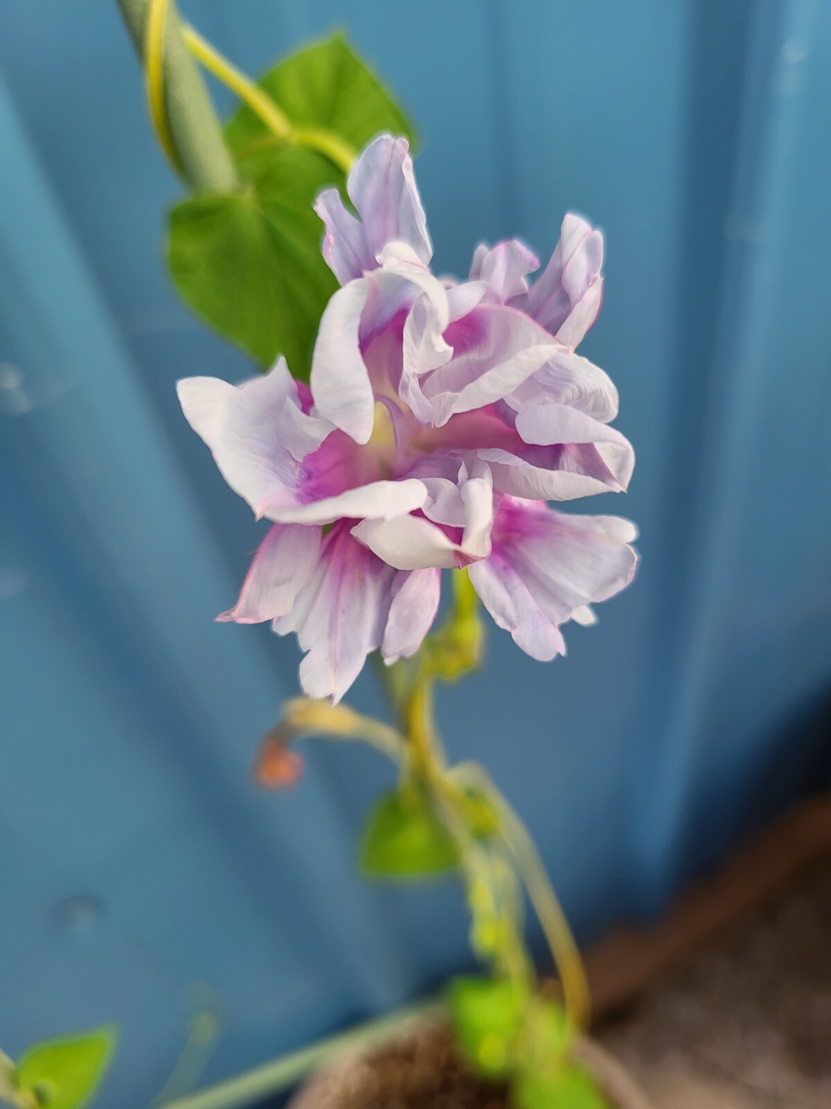 Japanese Morning Glory-Pink & White Ruffles-10 Seeds from my yard-USA-2023
