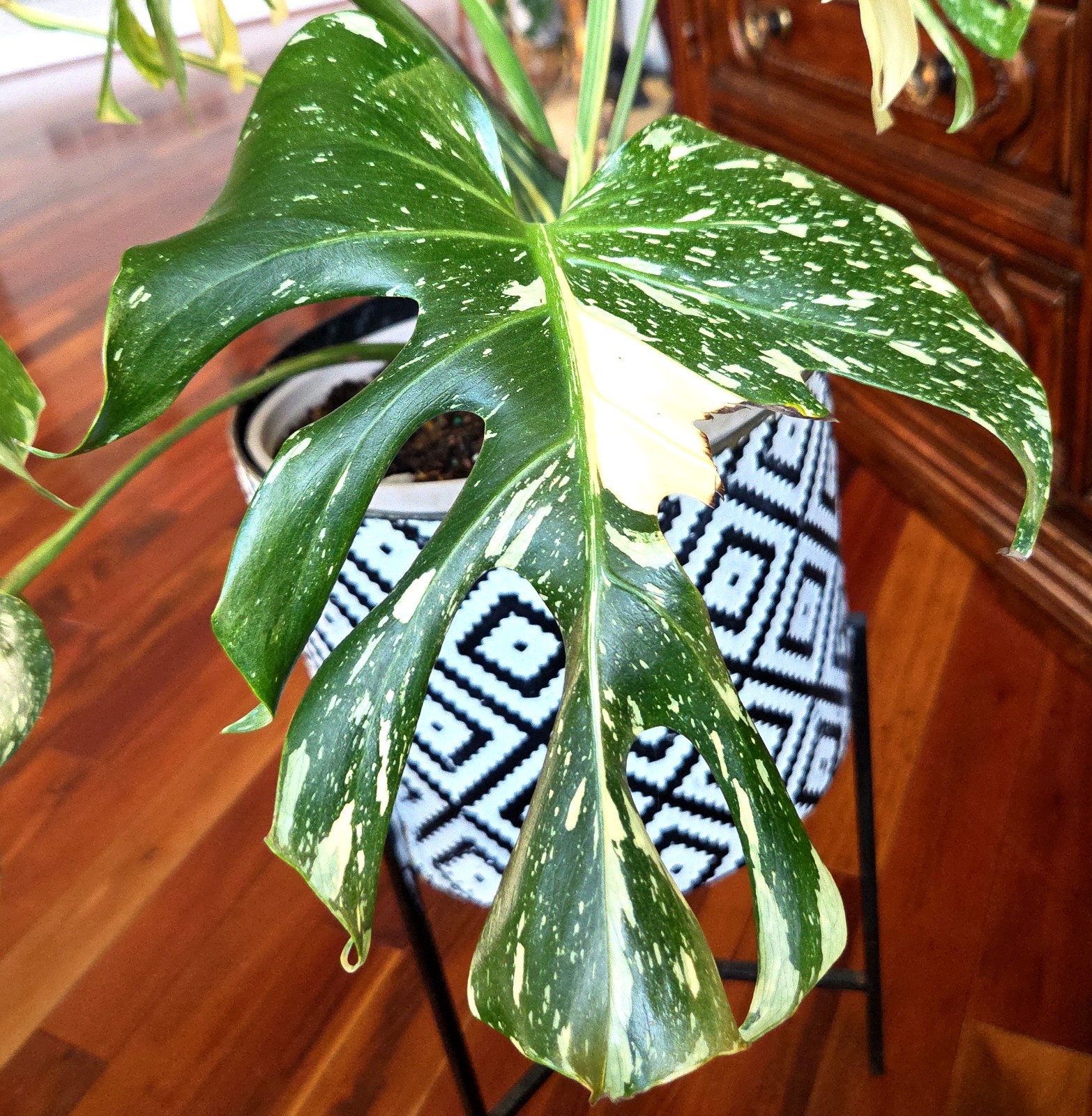 Rare XXL Monstera Thai Creme Brulee 30″ Tall Aroid Not Philodendron Anthurium