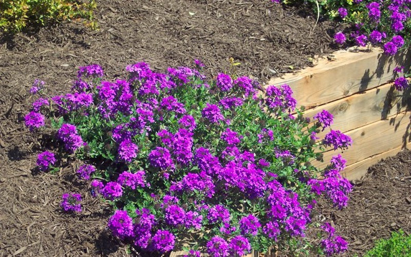 Verbena canadensis Homestead Purple 25 Plants in 3-1/2 inch Pots