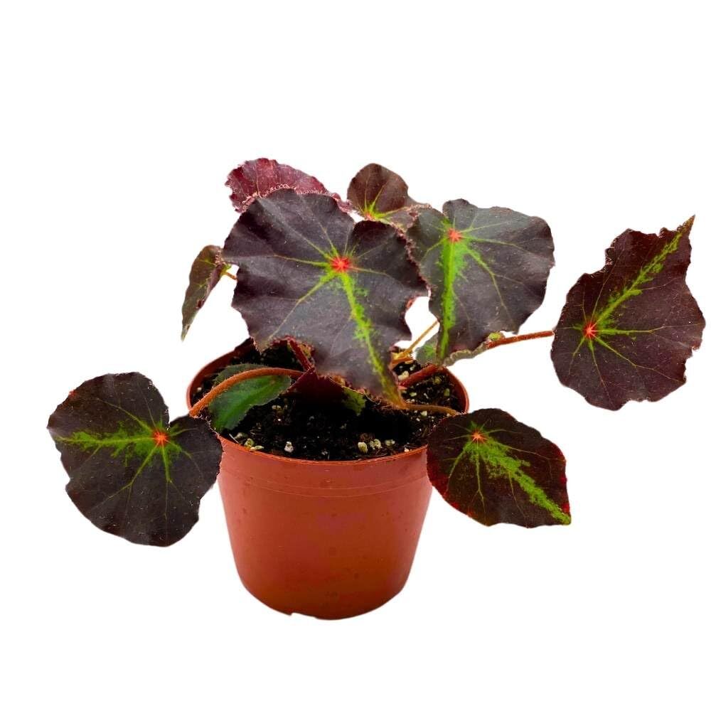 Begonia Boyfriend, 4 inch Rhizomatous Rhizo Dark Purple Green Streaks Red Dot
