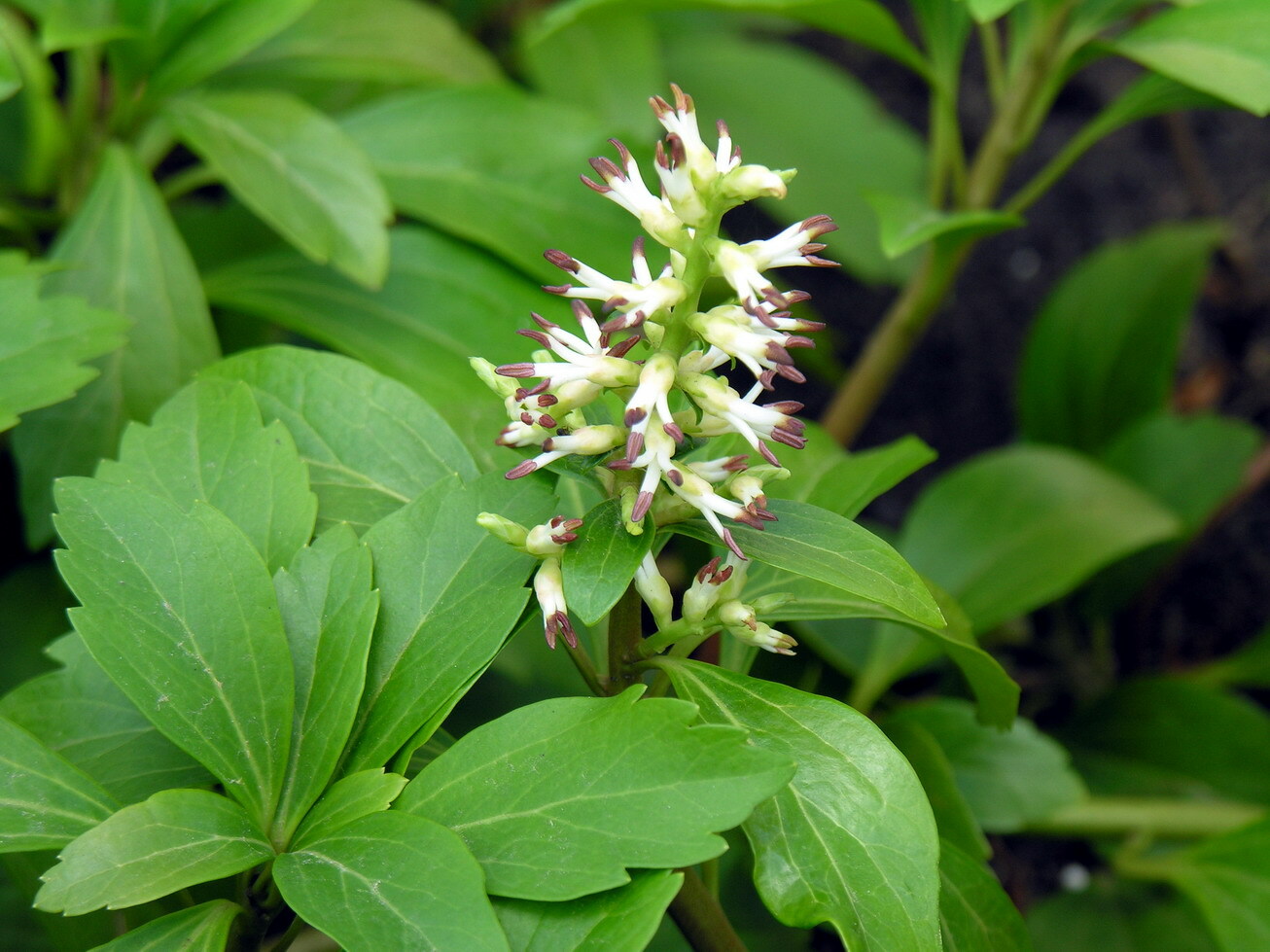 10 Pachysandra procumbens ~Native ground cover~Winter Hardy~Rooted Cuttings