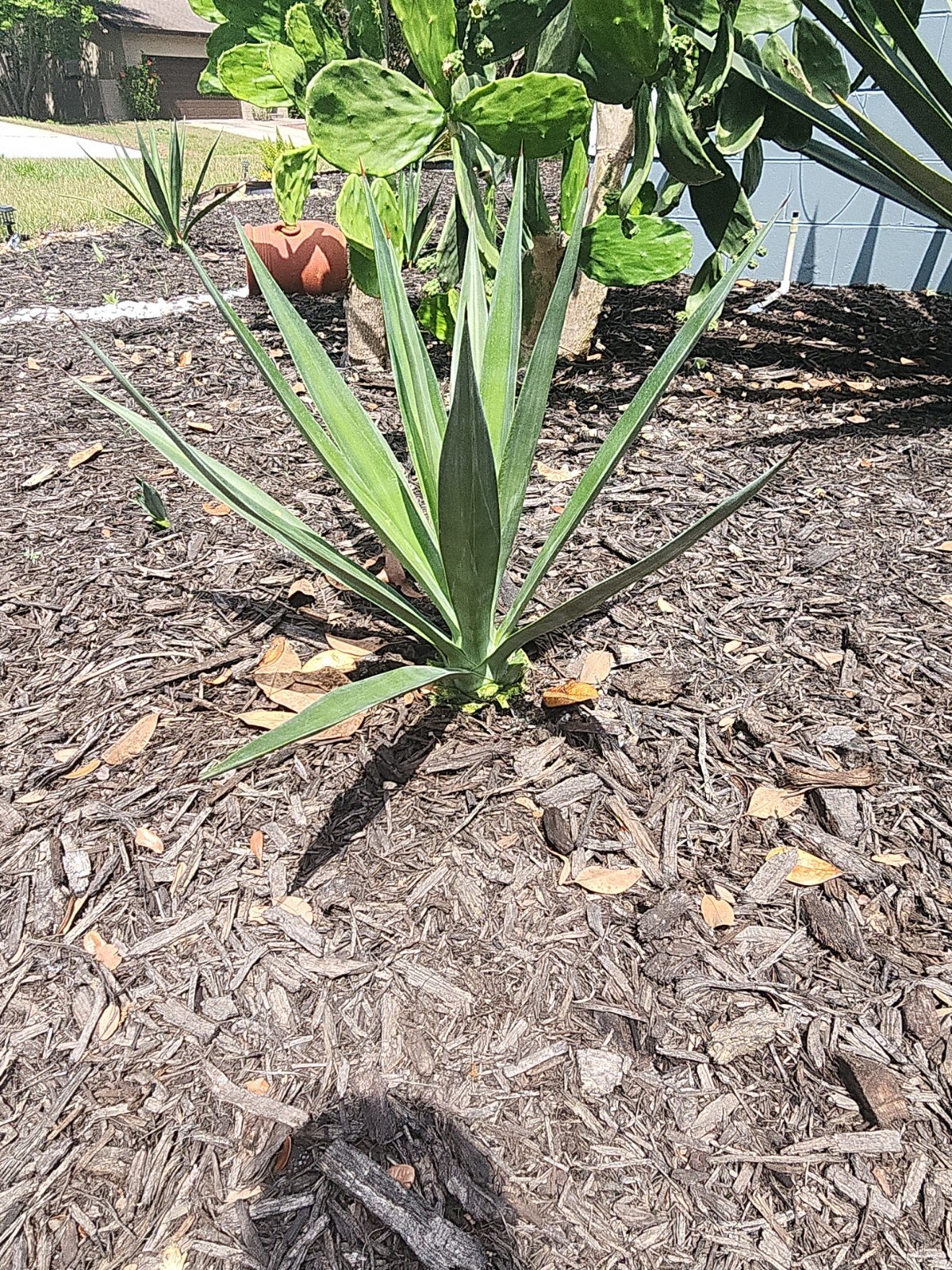 18-20″ Tall Fully rooted Sisal Agave – Agave Sisalana Live Plant