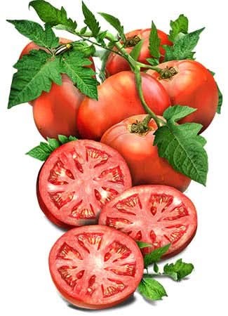 Ace 55 Tomato Seeds For Planting (Solanum lycopersicum)